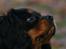 Cavalier king charles spaniel Freddie