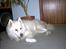 Samojedhund windi
