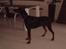 Dobermann Jagger(død):(