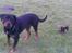 Rottweiler Bailey * R.I.P *