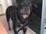Rottweiler Bailey * R.I.P *