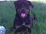 Rottweiler Bailey * R.I.P *