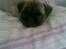 Mops Frida - hej moar