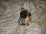 Mops Frida - hva siger du mor?