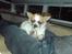 Chihuahua Niño - Ammenam!!!! Læææækker tyggepind!!!