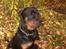 Rottweiler Rox *Solgt*  - ja jeg er en flot fyr du.. 
