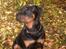 Rottweiler Rox *Solgt*  - kald mig bare fise fornem