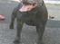 Staffordshire bull terrier Lucifer - Her Thunderous Blue Boy, det er Lucifers far