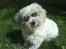 Coton de tulear Romy of gentle mind