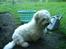 Coton de tulear Romy of gentle mind