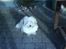 Coton de tulear Romy of gentle mind