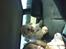 Coton de tulear Romy of gentle mind