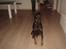 Dobermann Jagger(død):(