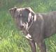 Amerikansk staffordshire terrier Loco