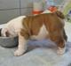 Engelsk bulldog Silas R.I.P