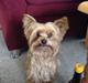 Yorkshire terrier Krümmel !!død!!