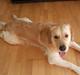 Golden retriever dino