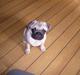 Mops Chevy