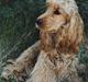 Cocker spaniel  Fie