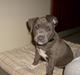 Amerikansk staffordshire terrier Akeela