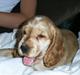 Cocker spaniel Molly 