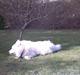 Samojedhund windi