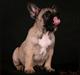 Fransk bulldog Bosse