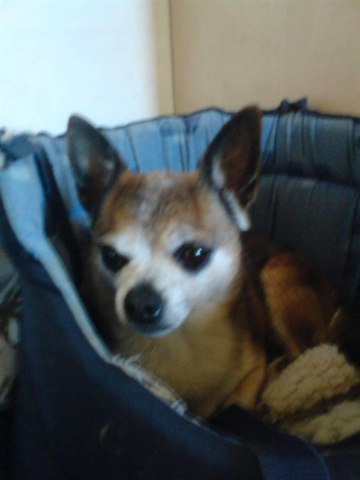 Chihuahua Chark billede 11