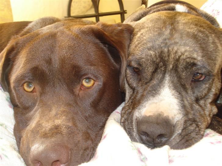 Labrador retriever Boxi - åhh så kær billede 19