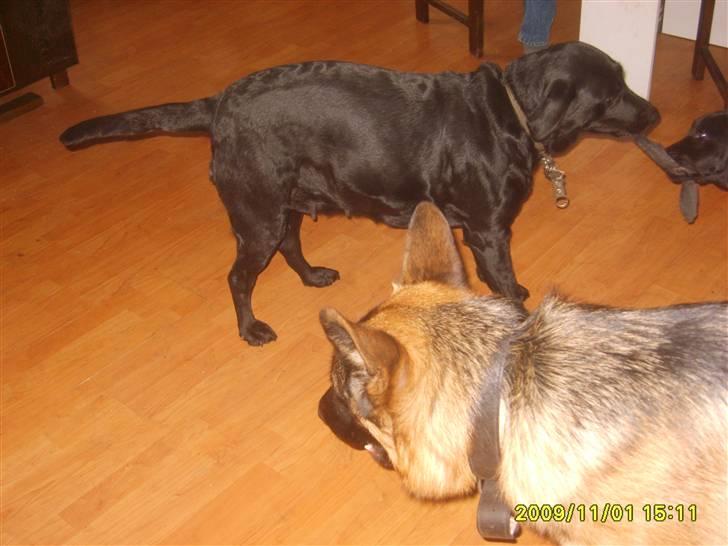 Labrador retriever Sandy. - Nyt billede. sandy. billede 5