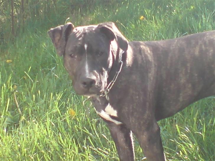 Amerikansk staffordshire terrier Loco billede 1