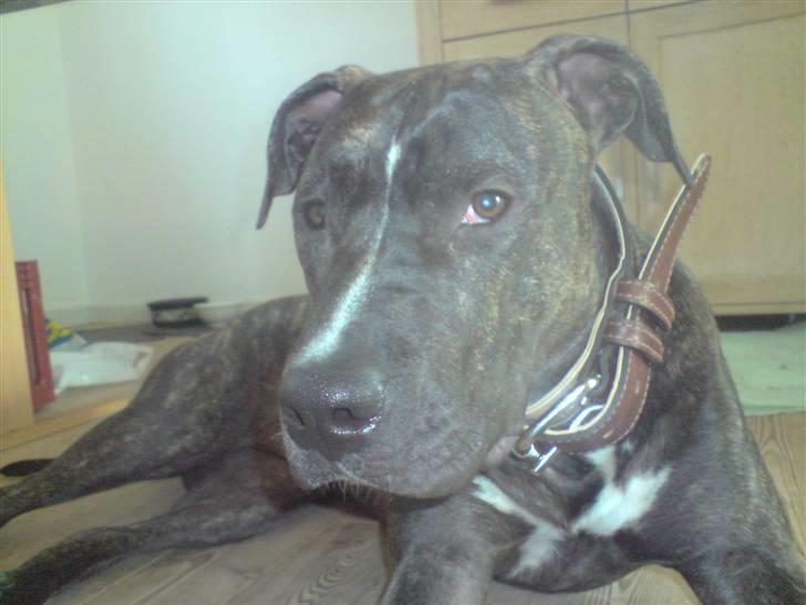 Amerikansk staffordshire terrier Loco billede 2