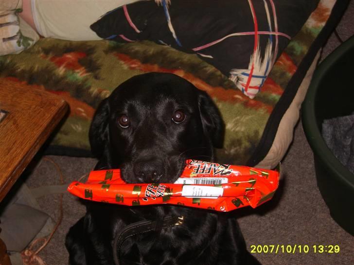 Labrador retriever Sandy. - Må jeg gå til købmanden efter kaffe ? ? PLEASE. billede 6