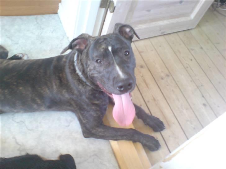 Amerikansk staffordshire terrier Loco billede 3
