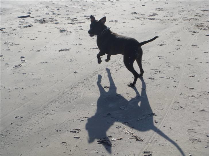 Amerikansk staffordshire terrier Loco billede 4