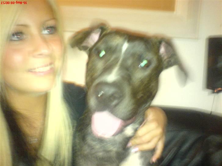 Amerikansk staffordshire terrier Loco - pigernes ven:) billede 5