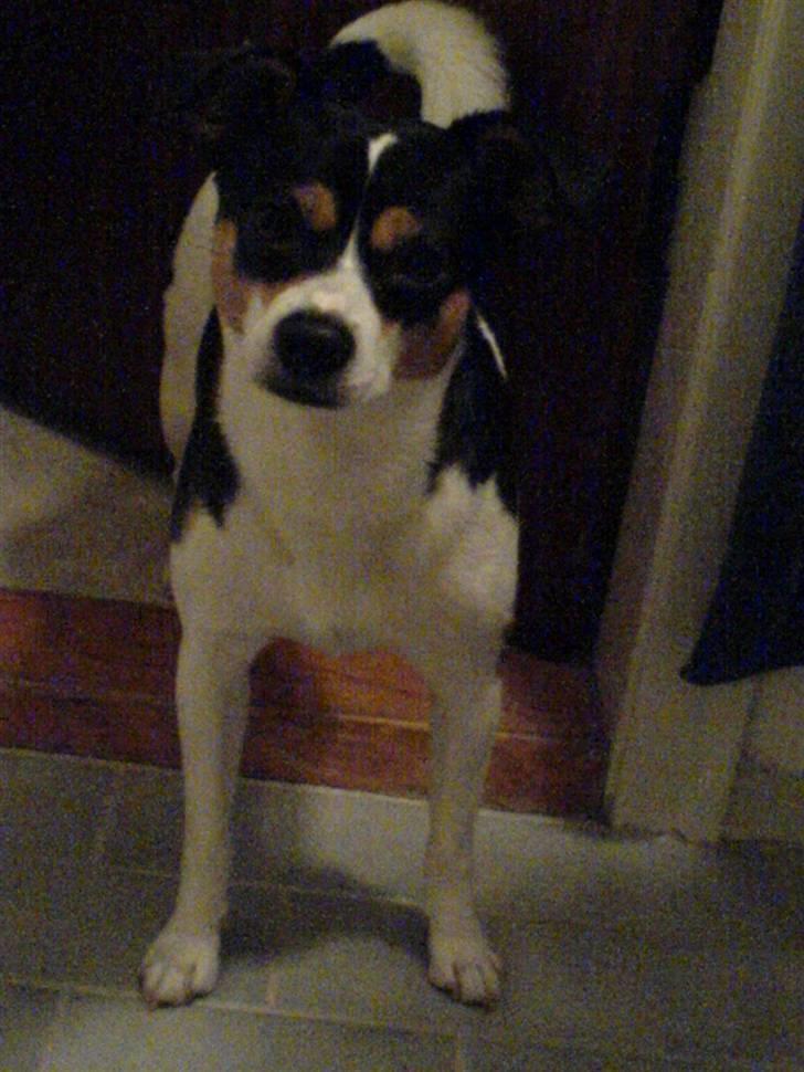 Blanding af racer Samson ('02 - '09) - Er det mig du snakker til? billede 9