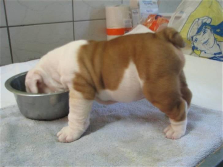 Engelsk bulldog Silas R.I.P billede 1