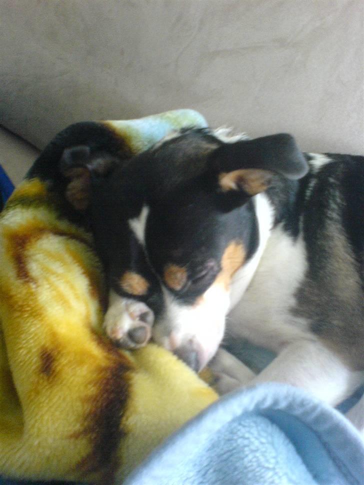 Blanding af racer Samson ('02 - '09) - Godt med en lur i bløde omgivelser.. billede 10