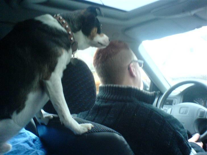 Blanding af racer Samson ('02 - '09) - Afsted!! Afsted!! billede 11