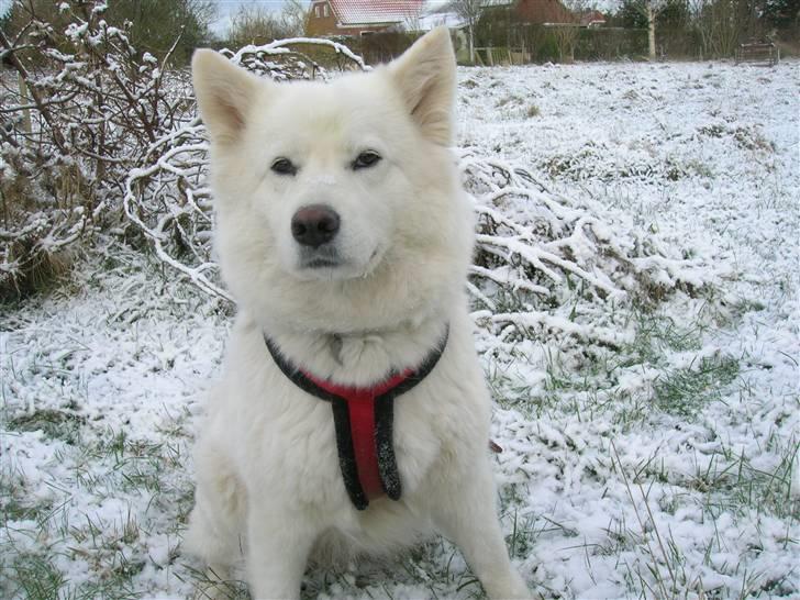 Samojedhund Zarina - Her er jeg i sneen på vores indhegnede mark. Jeg elsker sne! billede 18