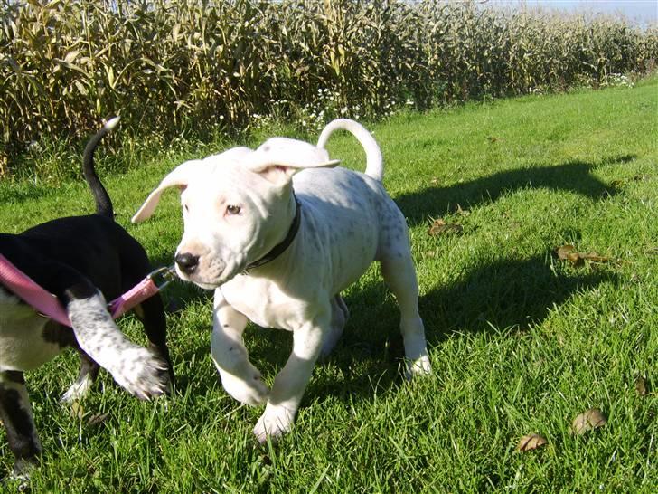 Blanding af racer Amira *R.I.P.* billede 20