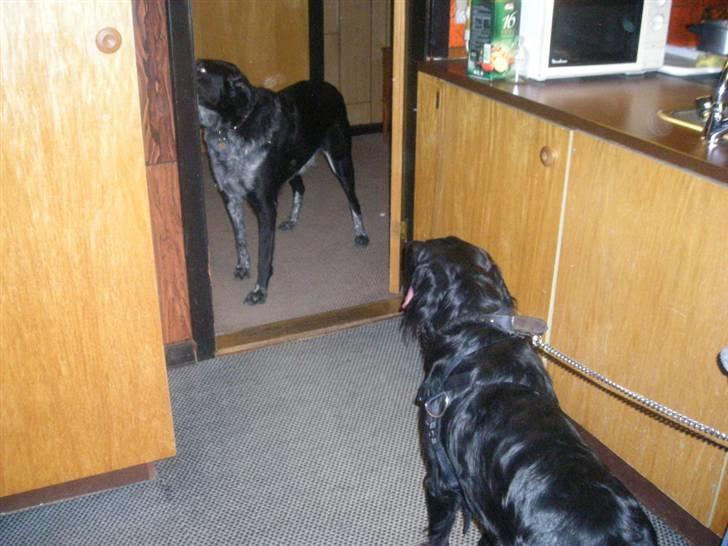 Blanding af racer yankie - mig og min legekammerat billede 6