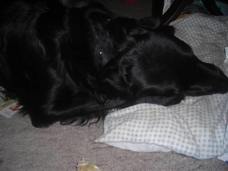 Blanding af racer yankie - yankie gnaver ben billede 7