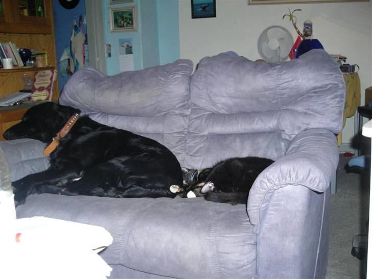 Blanding af racer yankie billede 8