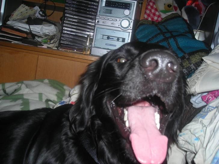 Blanding af racer yankie - har jeg ikke flotte tænde og en flot tung *ss* billede 9