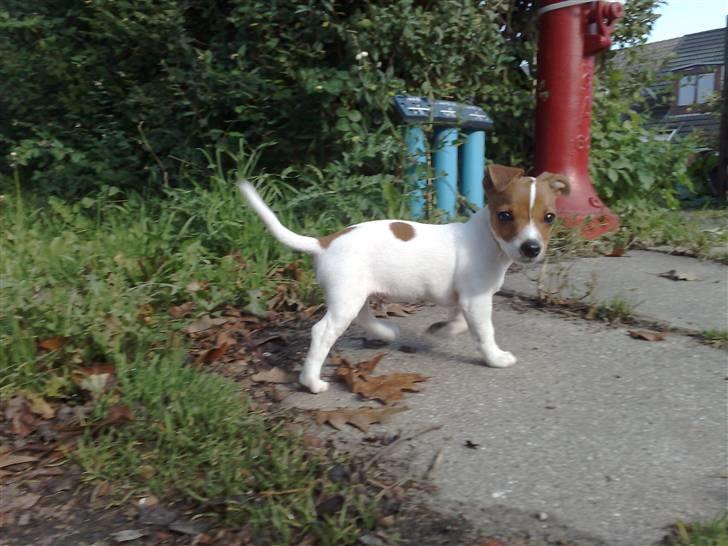Jack russell terrier Valdemar-Valde blandt ven - Her er jeg ude og gå med min skønne far. Jeg er nu 11 uger billede 5
