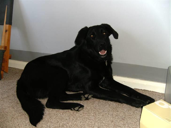 Blanding af racer Fido - Ligger lii hjemme i stuen billede 8