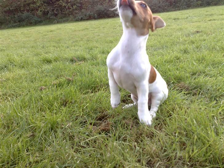 Jack russell terrier Valdemar-Valde blandt ven - Jeg er nu bleet 14 uger og vi træner tit. Her rækker jeg tunge er jeg ikke dygtig? billede 6