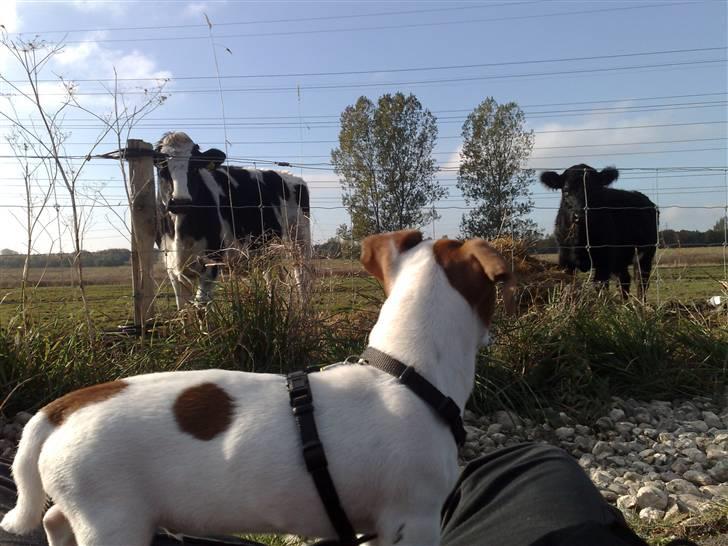 Jack russell terrier Valdemar-Valde blandt ven - 14 uger og med ko billede 7